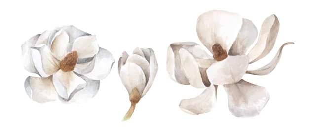 Set of white magnolia. Watercolor illustration