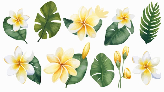 Vector set of white and yellow plumeria flowers with green leaves