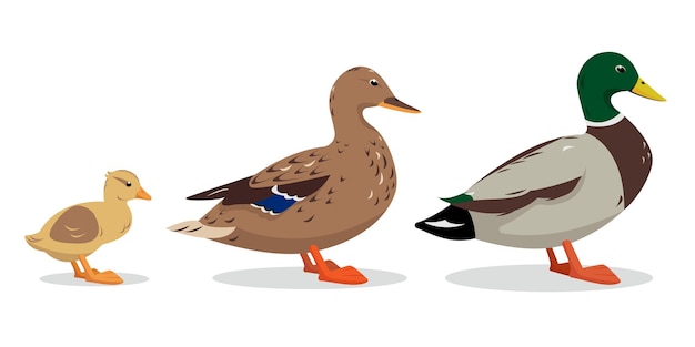 Set of Wild duck birds Ducks family Male Drake female duck and duckling icons