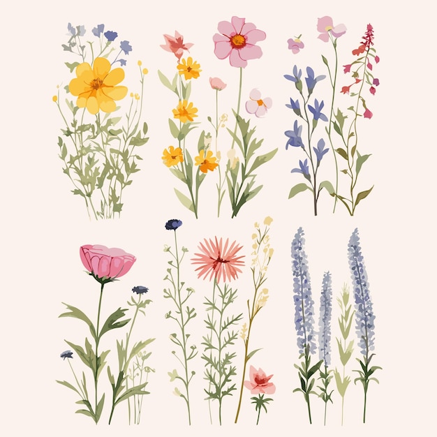 Vector set wild flower for decoration