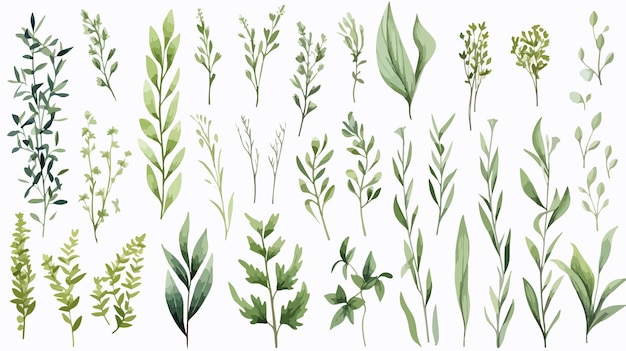 Vector set of wild herbs and ears watercolor illustration