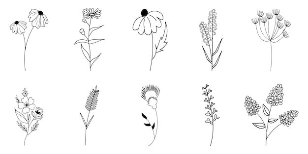 Set of wildflowers wildflower drawings