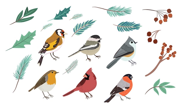 Vector set of winter birds and berries, leaves. vector graphics. cute illustration, separated birds and tre