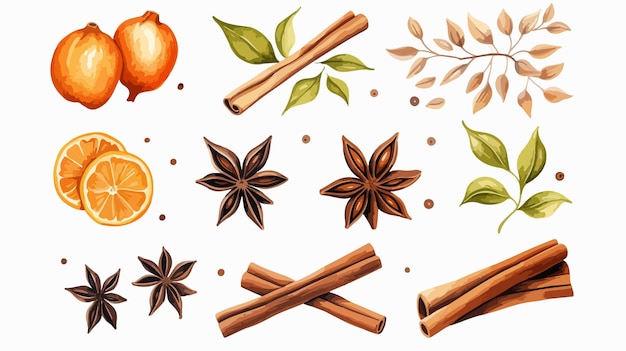 Vector set of winter spices cinnamon cardamom dry citrus