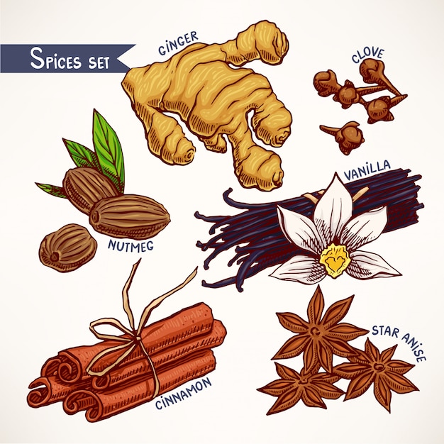 Set with hand-drawn various spices. star anise, ginger and nutmeg. hand-drawn illustration