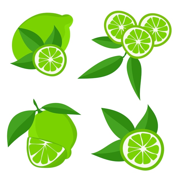 Set with limesCutting citrus fruits into slices slices circlesRipe fresh limes on a tree branch