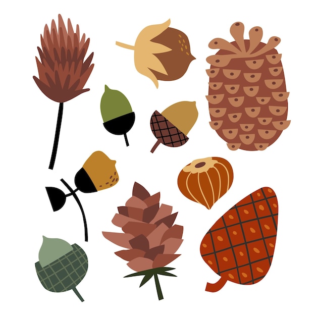 Set with nuts cones and acorns hand drawn flat vector illustration