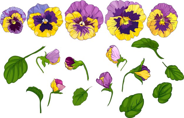 Vector set with pansy flowers flower viola