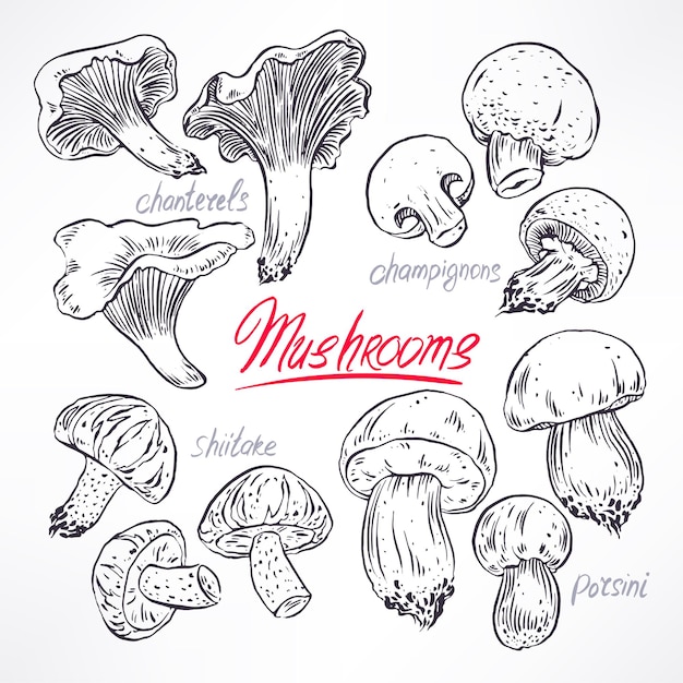 Set with a variety of mushrooms. hand-drawn illustration