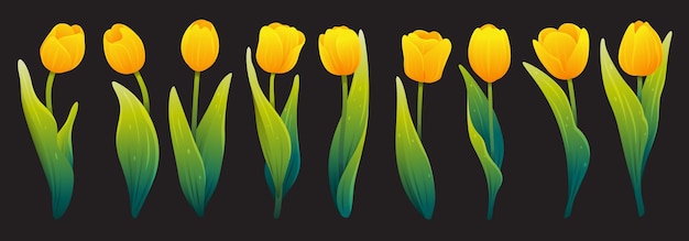 Set of yellow blooming tulips