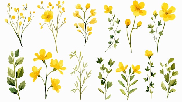 Vector set of yellow wild flowers with green leaves