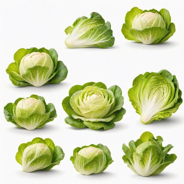 several heads of cabbage are shown on a white background