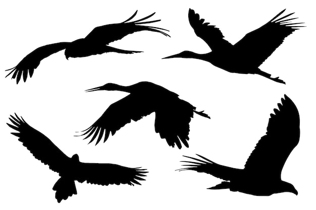 Shadow of Flying Birds Illustration Design