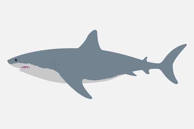 Shark isolated on white background Vector illustration Eps 10