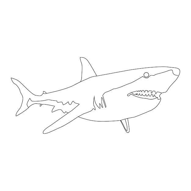 Shark Line Art Illustration Vector