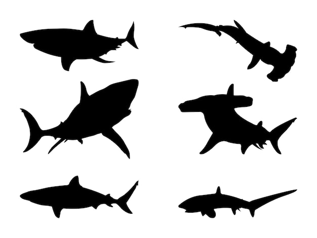 Shark Silhouette