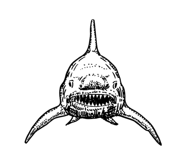 Shark sketch Shark sketch vector graphics monochrome blackandwhite drawing Shark front view