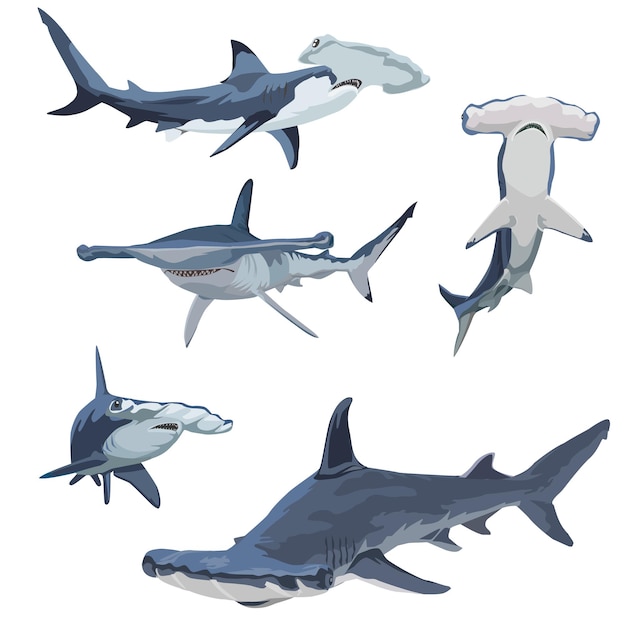 Shark vector illustration set