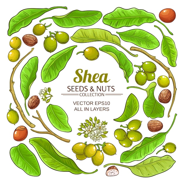 Shea elements vector set on white background