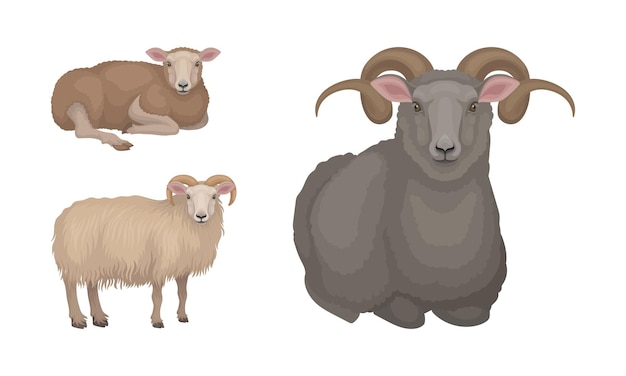 Vector sheep as ruminant domestic mammal kept as livestock vector set