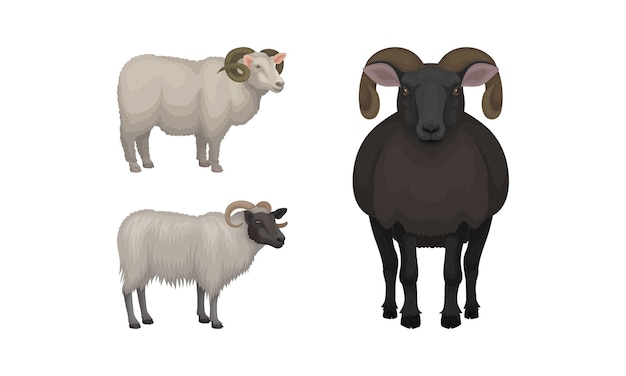 Vector sheep as ruminant domestic mammal kept as livestock vector set