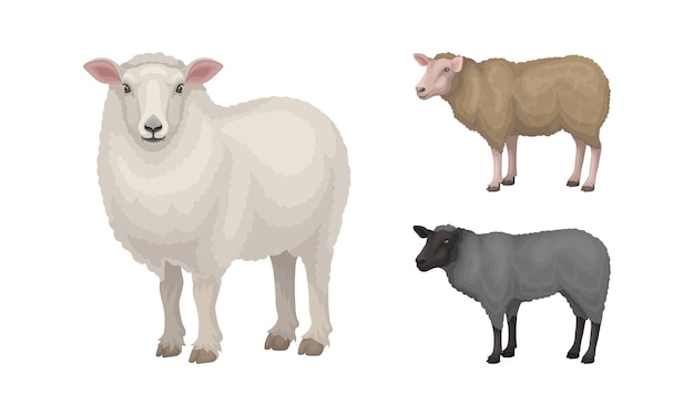 Vector sheep as ruminant domestic mammal kept as livestock vector set