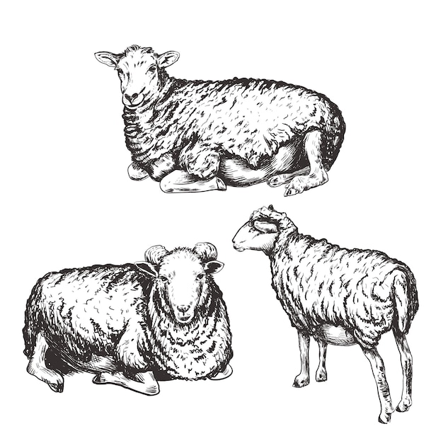 Sheep vector illustration Set rams hand drawing Sheep sketch