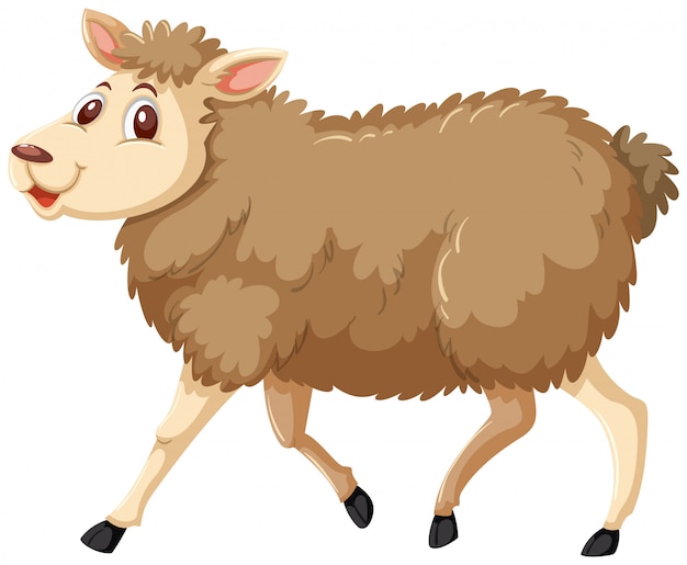 A sheep on white background