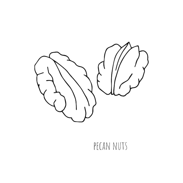 Shelled pecans black and white sketch isolated on white background