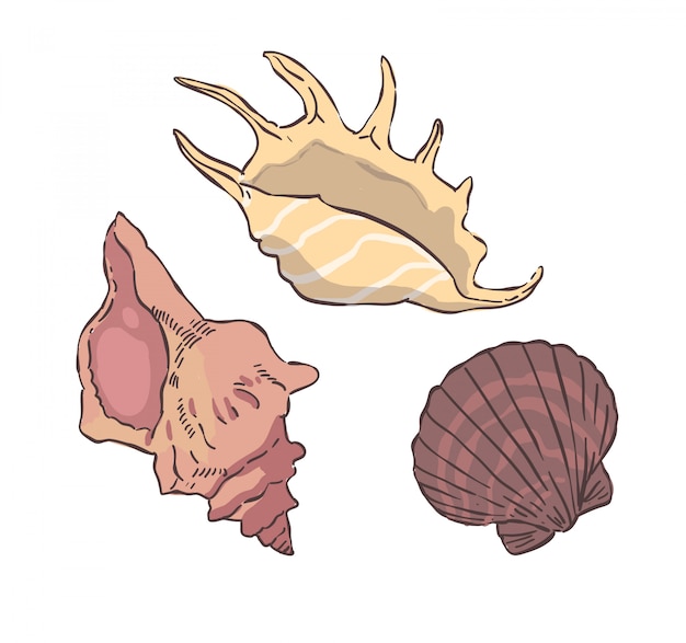 shellfish illustration