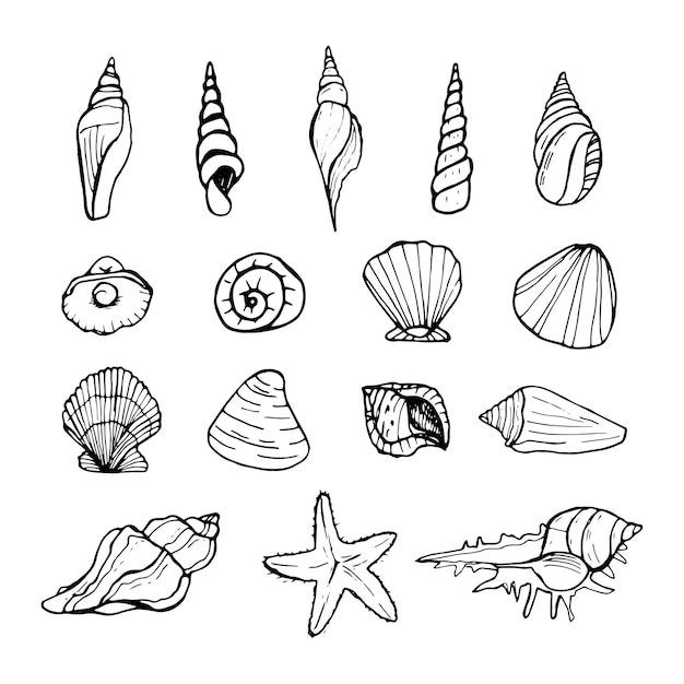 Shells doodle set Handdrawn vector sea sell Vector illustration