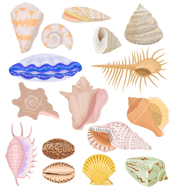 Shells marine seashell and ocean cockle-shell underwater illustration set of shellfish and clam-shell or conch-shell isolated on white background