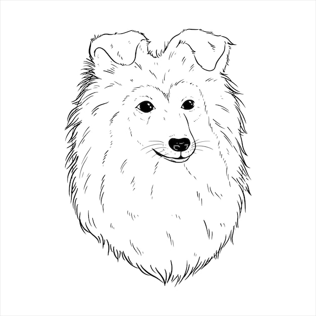 shetland sheep dog illustration with hand draw or sketch style