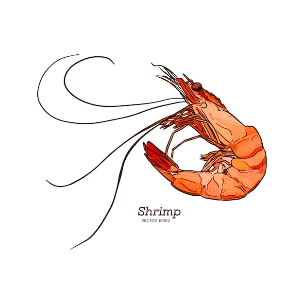 Shrimp sea Caridea animal engraving vector illustration.