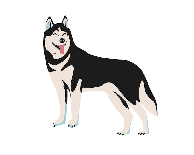 Siberian Husky Isolated on white background Vector illustration