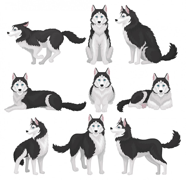 Siberian Husky set, white and black purebred dog animal in various poses  Illustration on a white background