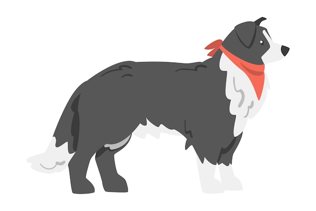 Vector side view of border collie shepherd pet dog with black white coat in red neckerchief cartoon vector illustration