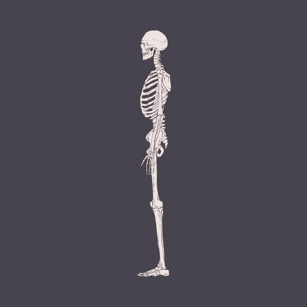 Side view of human skeleton with realistic bones, ribs and skull. Drawing of body structure profile. Lateral x-ray person's scan. Isolated detailed hand-drawn vector illustration of xray.