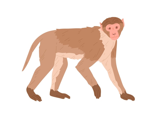 Side view of marmoset or macaque with brown hair. African monkey isolated on white background. Exotic jungle animal standing on all four limbs. Colored flat vector illustration.