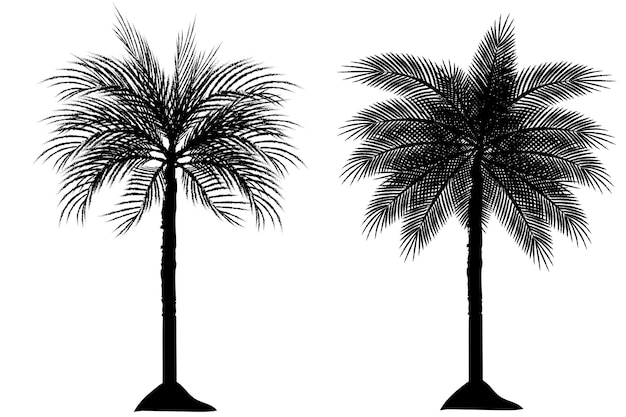 Silhouette of 2 palm trees 2 types White background Illustration