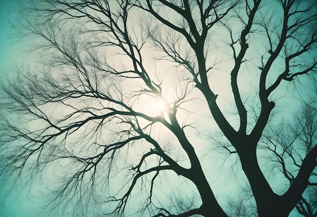 Vector silhouette of bare tree branches against a turquoise sky with the sun shining through