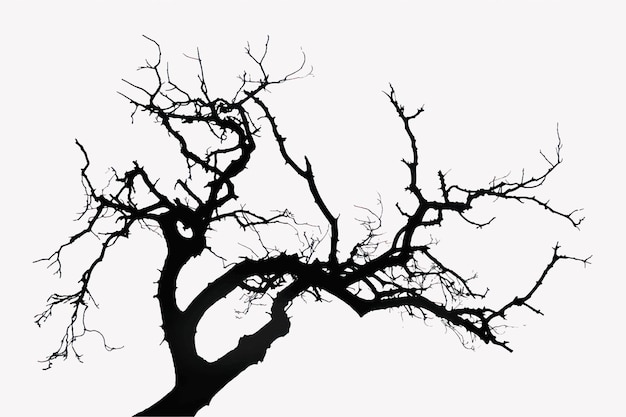 Silhouette of barren tree