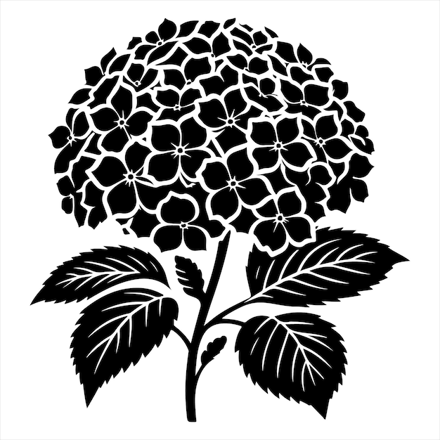 Vector silhouette of a black hydrangea highlighted on a white background monochrome vector botanical