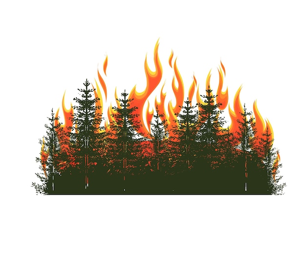 Silhouette of coniferous trees on wildfire