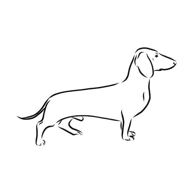 Silhouette of the dachshund on the white background. Vector illustration.