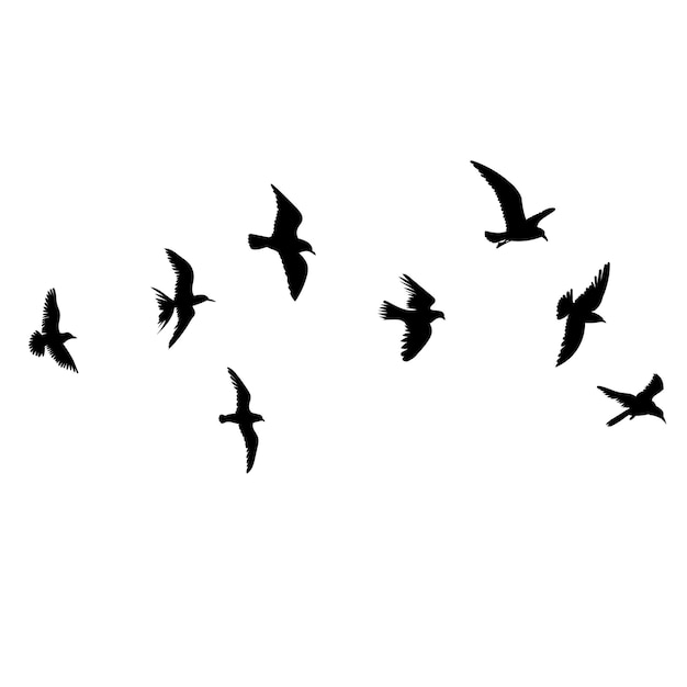 Silhouette of flying birds, vector, isolated