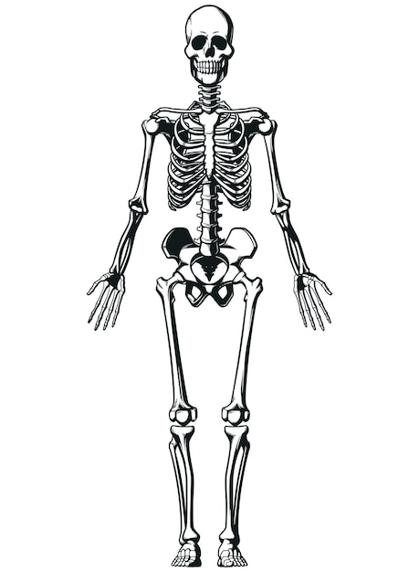 Silhouette Human Anatomical Skeleton Structure Chart