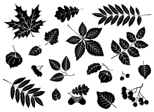 Silhouette of leaves, berries, acorns, physalis. Decorative handmade elements.