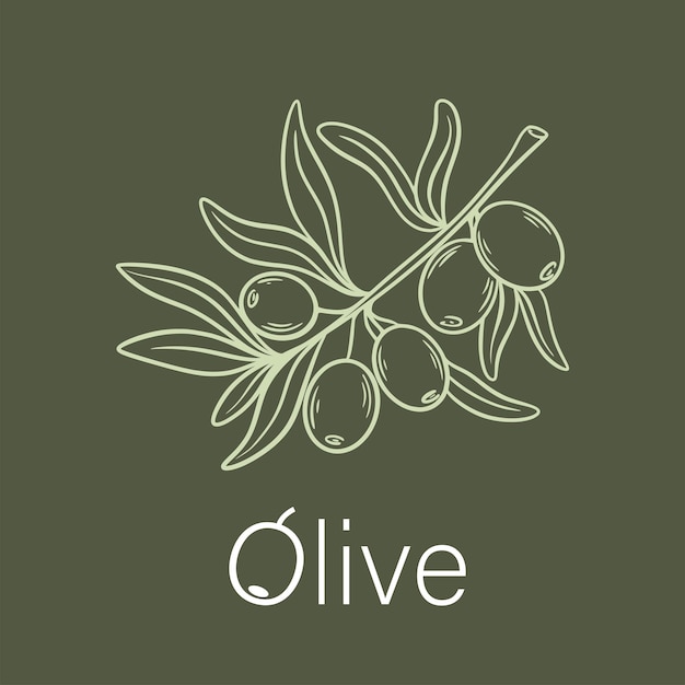 Vector silhouette of olive branch on green background hand engraved twig with leaves and fruits oilseed