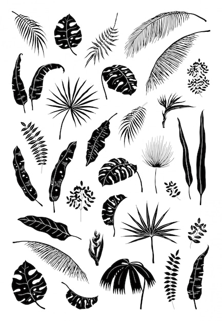 Vector silhouette palm leaves. black jungle plants, summer foliage isolated elements exotic floral branches. monstera plant silhouettes set